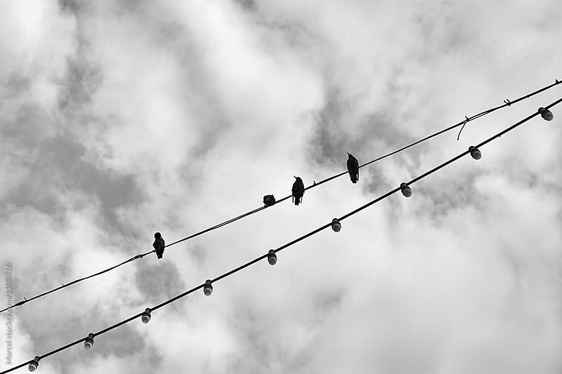 Starlings on a electrical wire