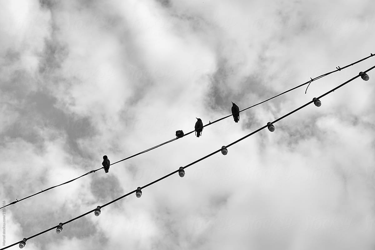 Starlings on a electrical wire