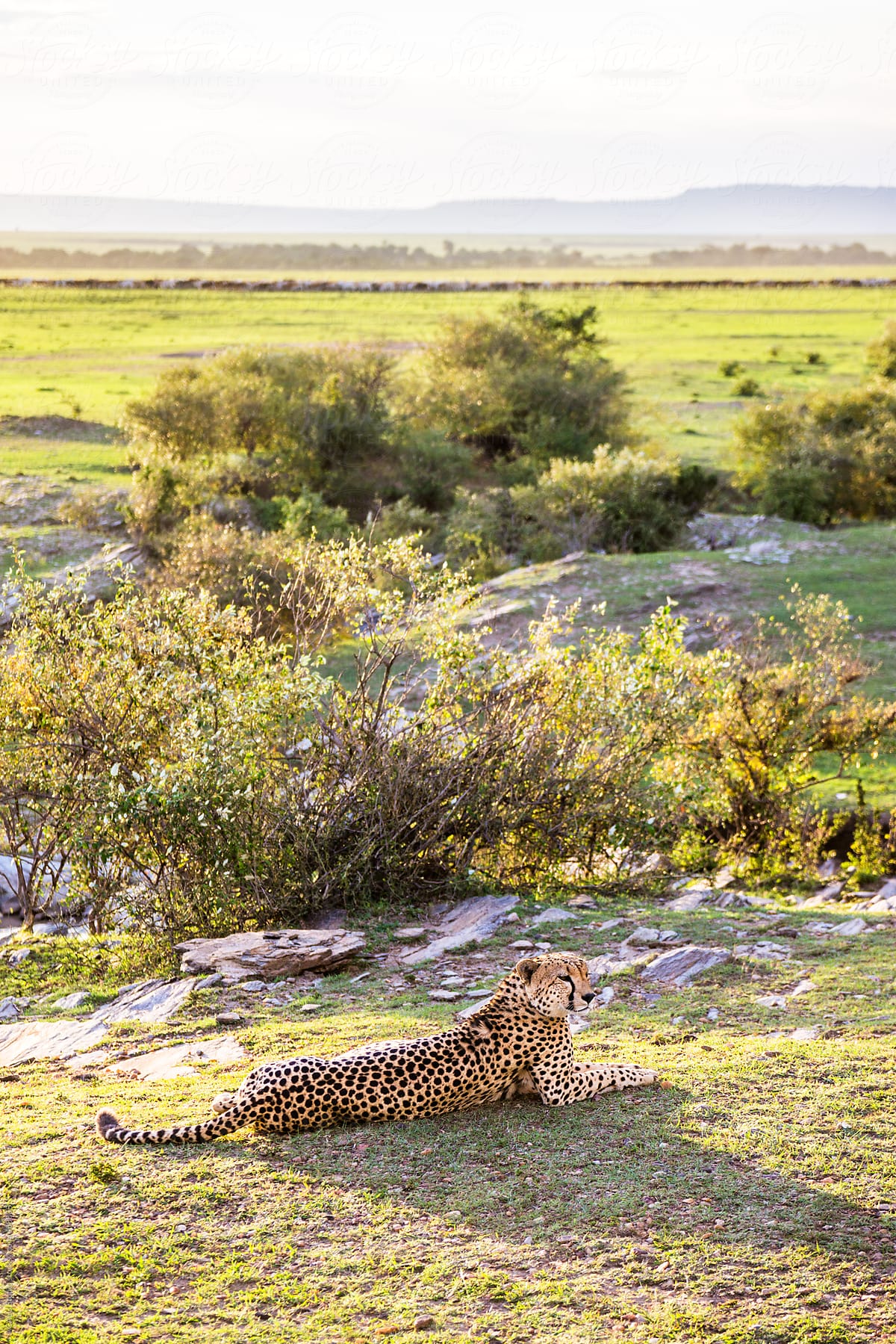 Cheetah resting lying