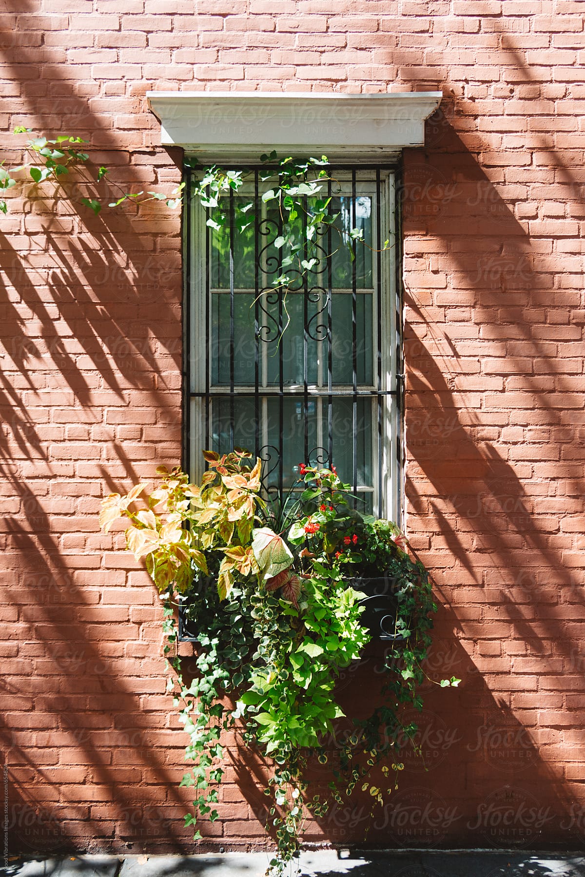 Solitary Window with Green Plants