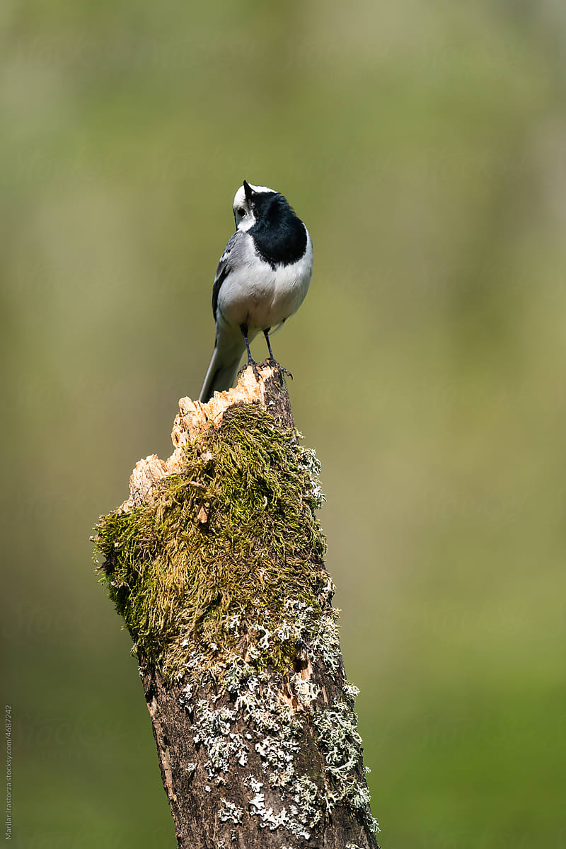 White Wagtail Looking Up, Vertical Portrait