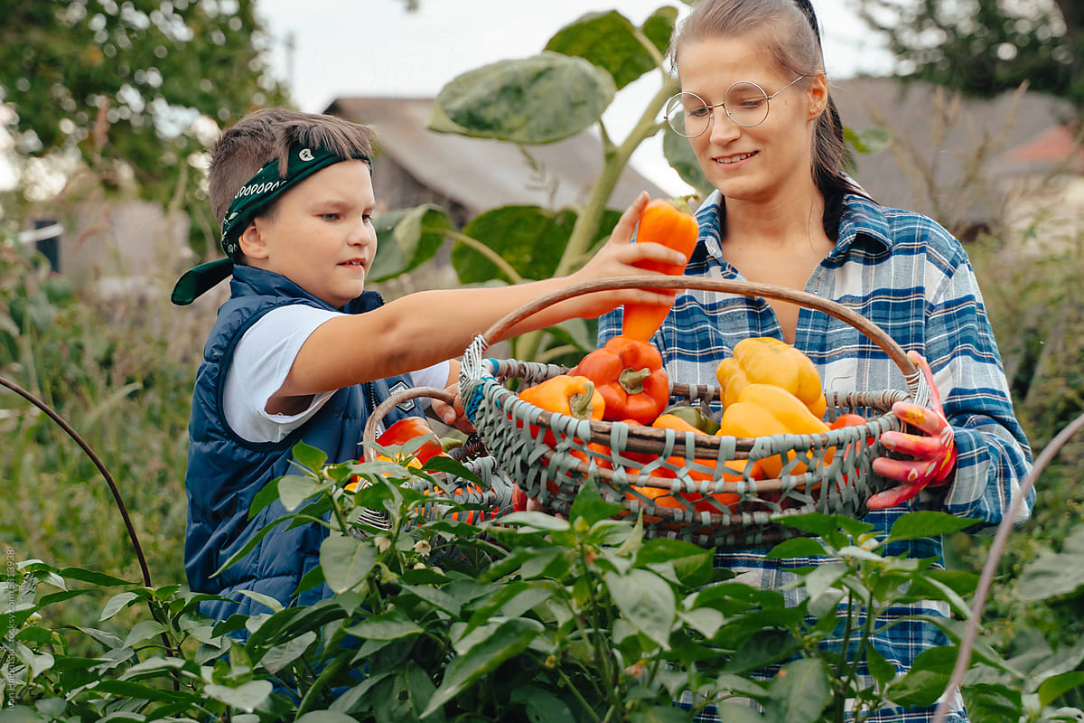 Mom and son gathering pepper in vegetable garden