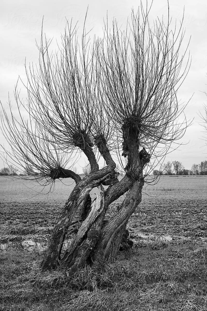 Gnarly old willow trees
