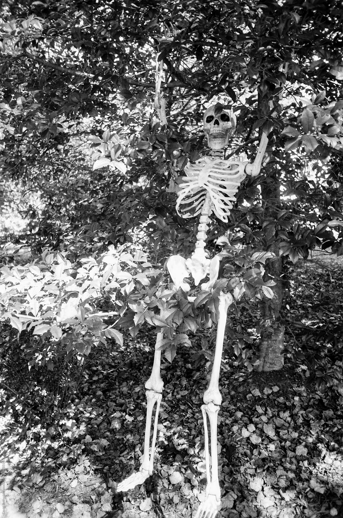 Skeleton in tree