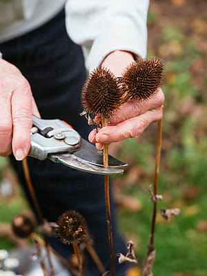 Collecting Echinacea Seeds" by Stocksy Contributor "Harald Walker" - Stocksy