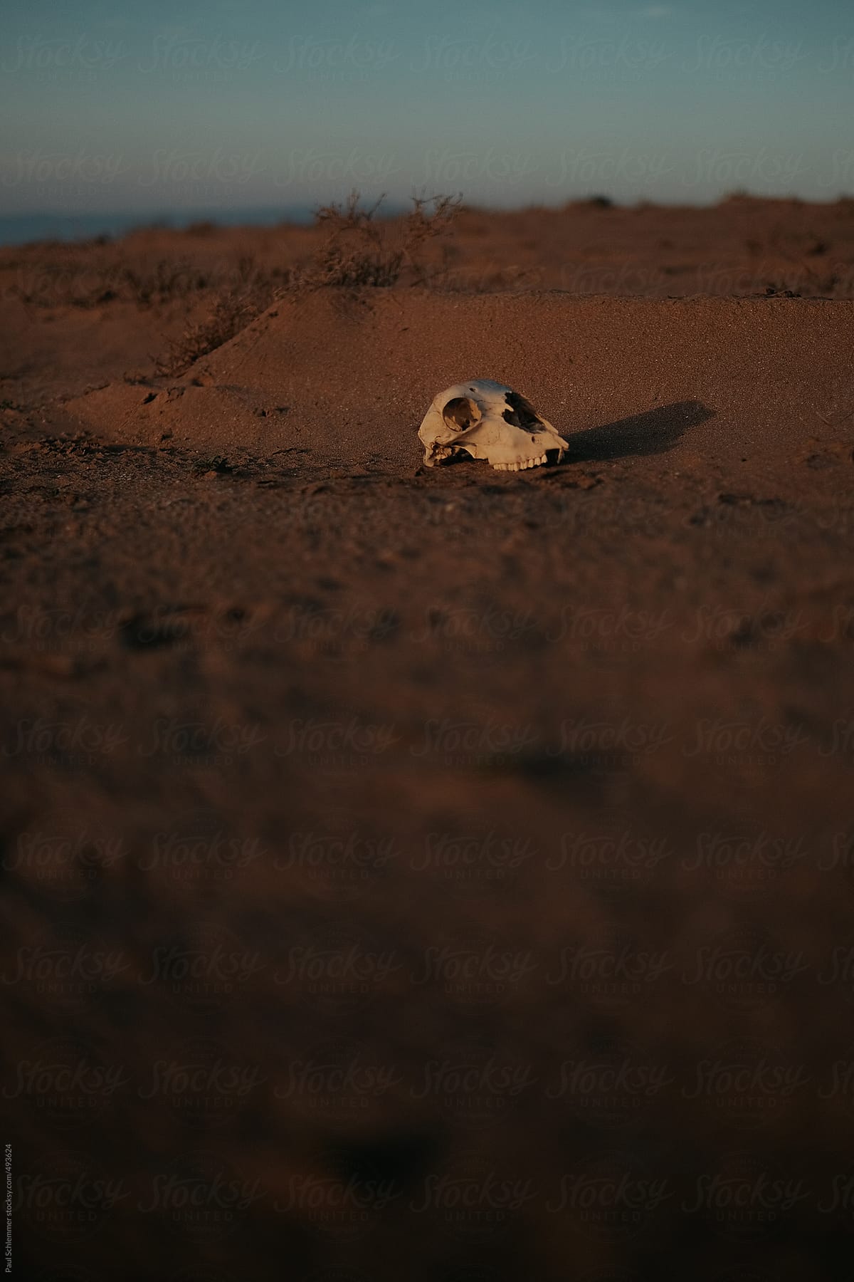 wasteland skull