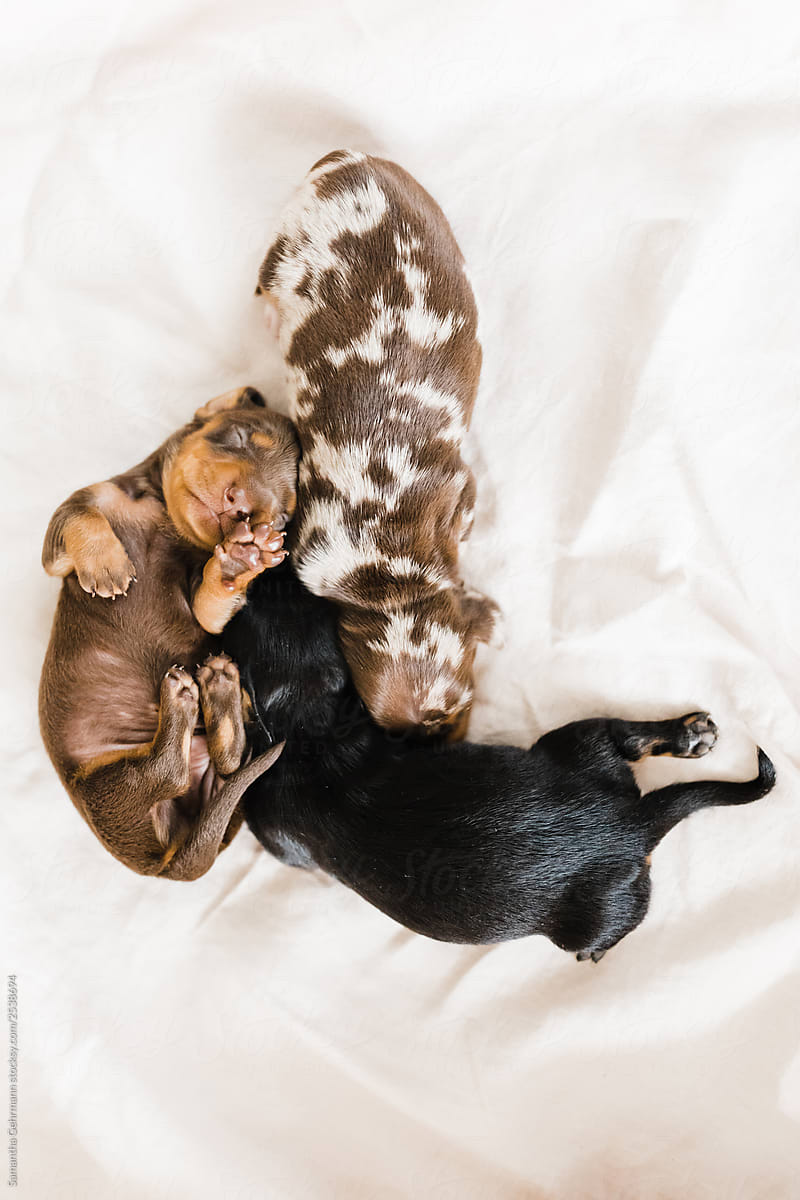 3 puppies snuggled up