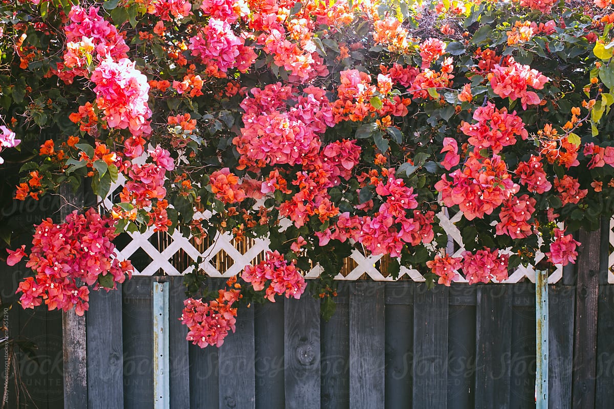 Fence with Flowers