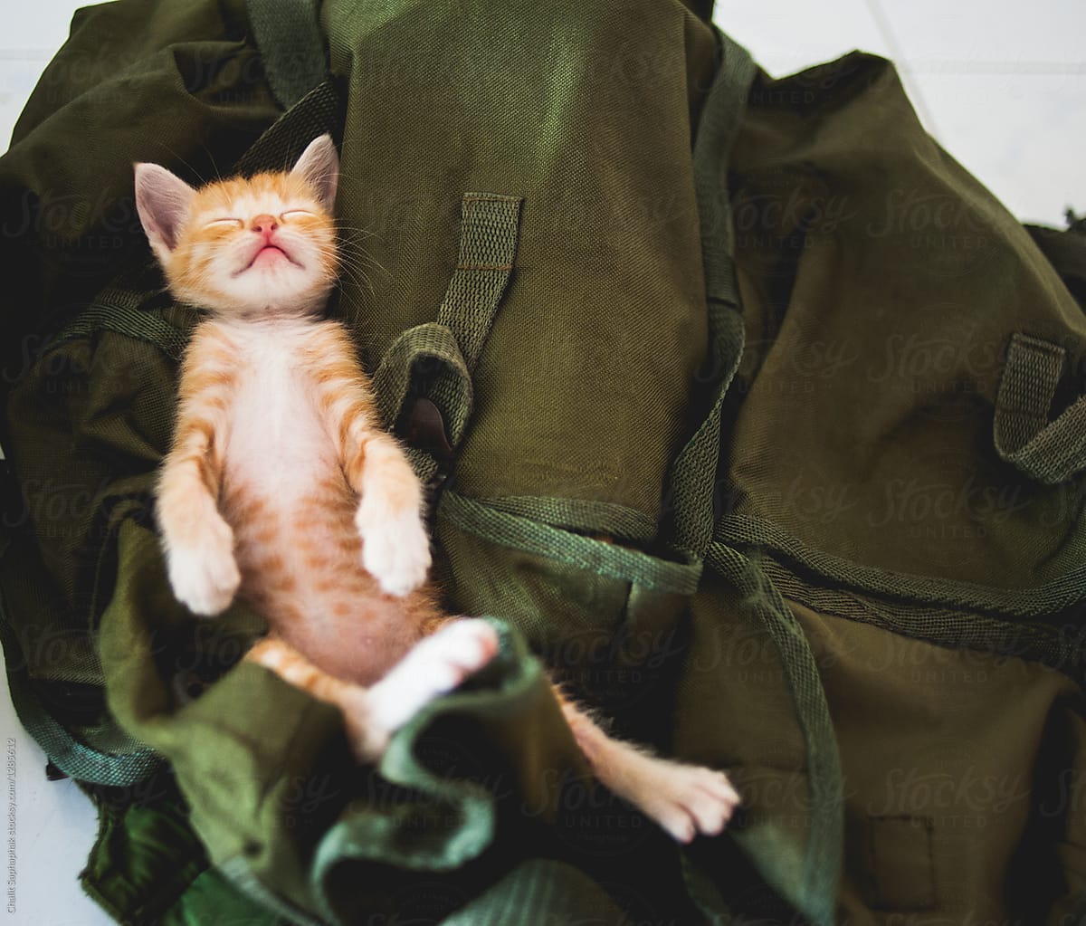 Cat sleeping on backpack