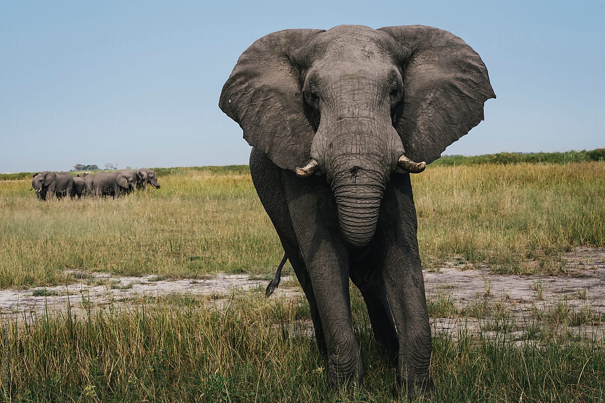 Close-up of elephant walking to camera