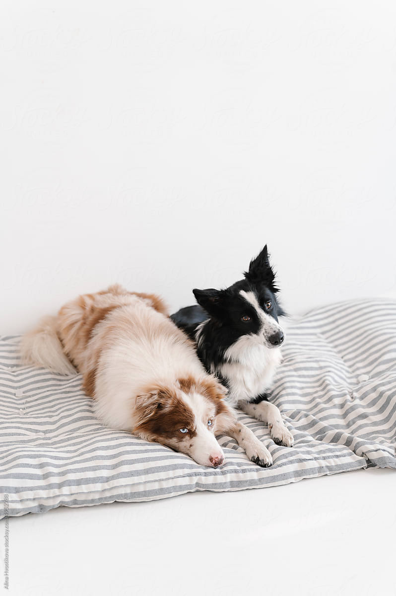 Dogs lying on soft mattress