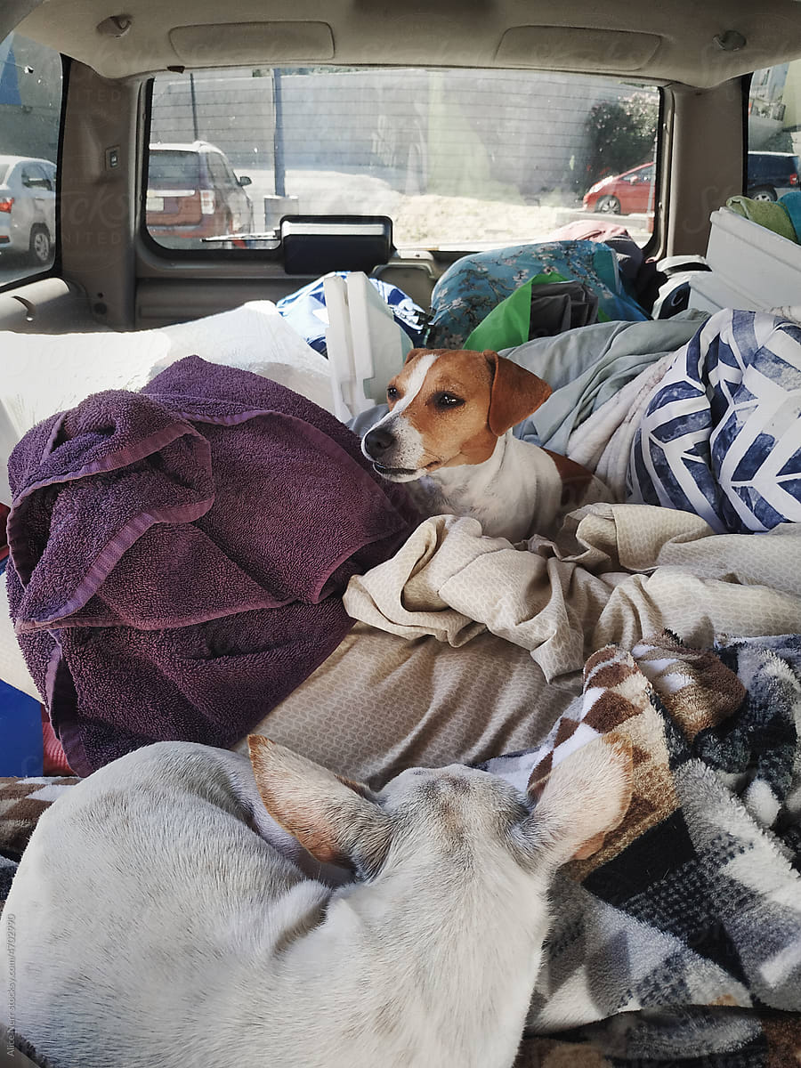 Dogs feeling comfy in car mess