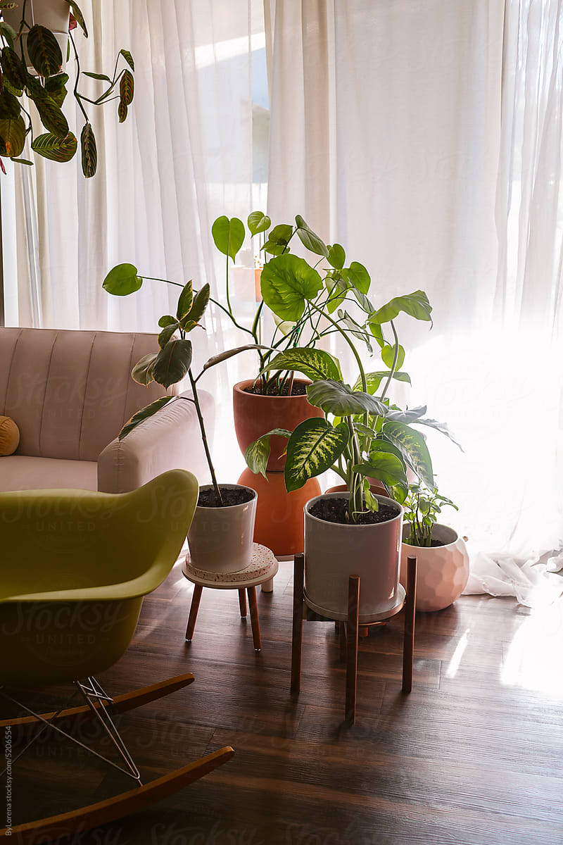 House plants at cosy home