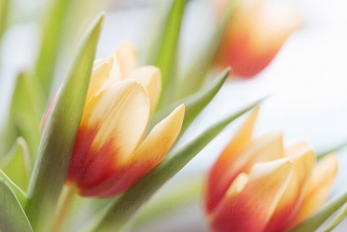 Bouquet of coral colored ombre tulips against white background.