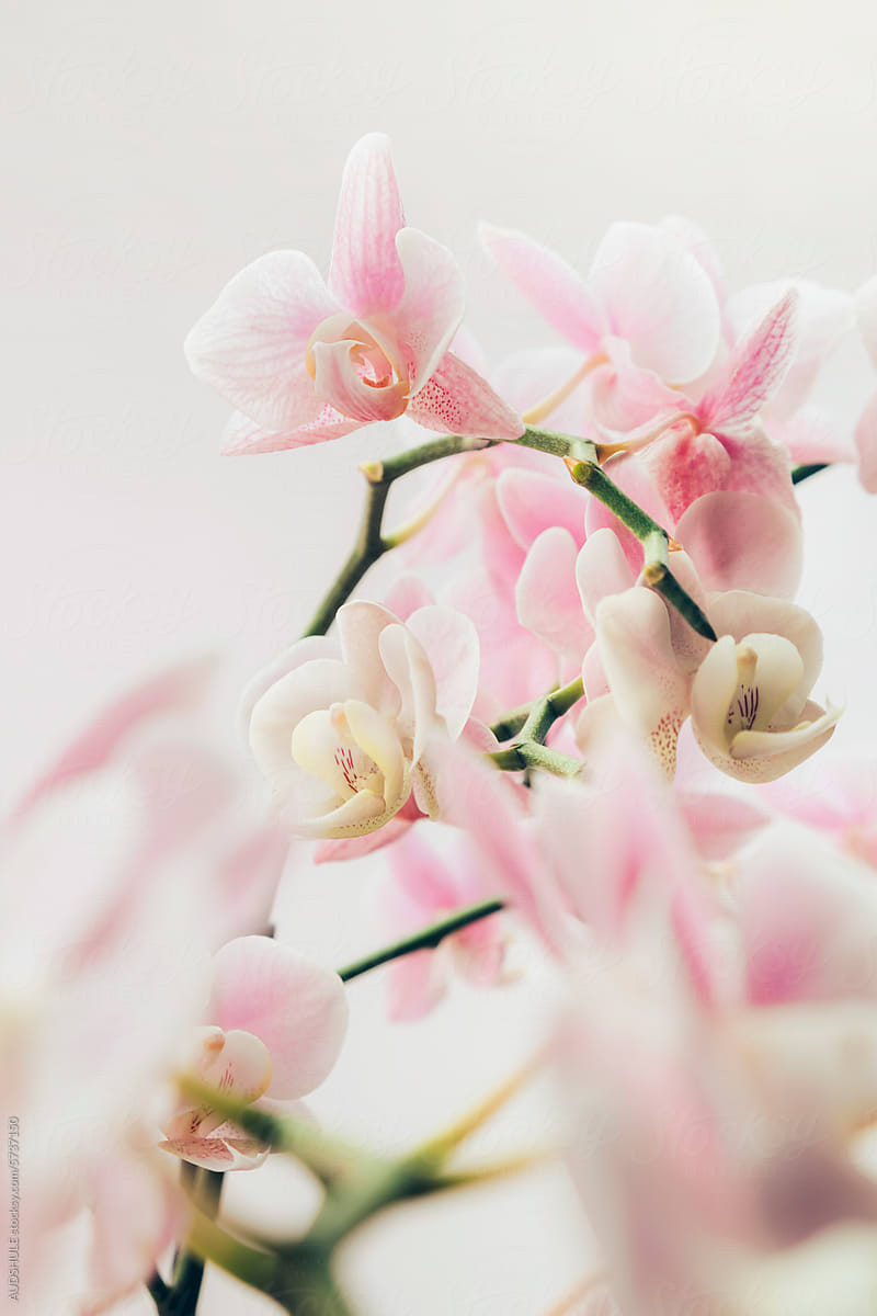 pink and white orchids branch