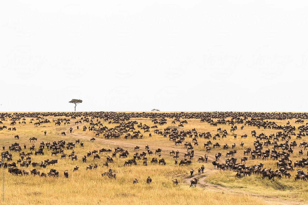Thousands of wildebeest head to the Mara River for migration