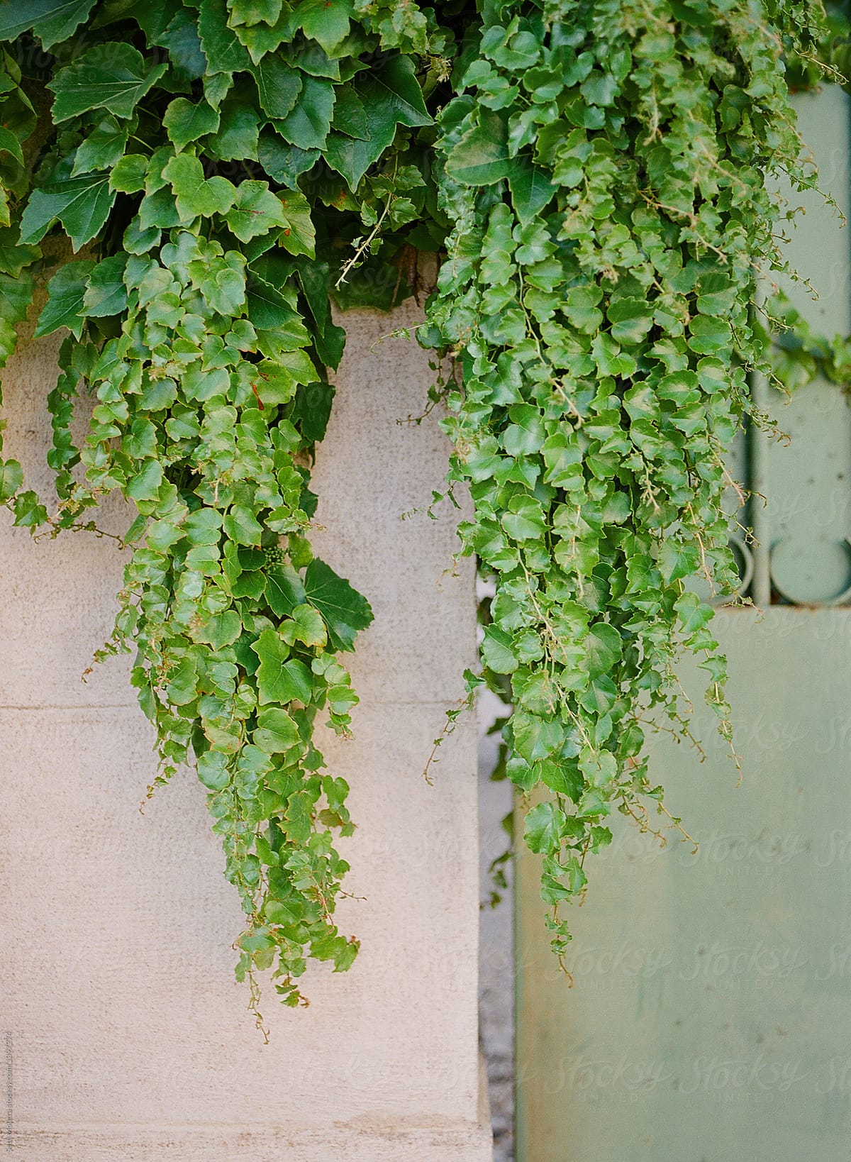 Overgrown Ivy in France