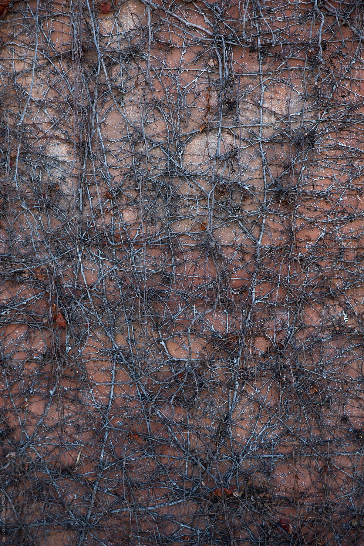 Cool texture of vines growing on wall