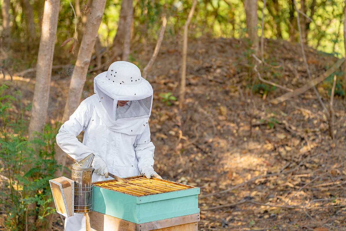 A beekeeper collecting honey