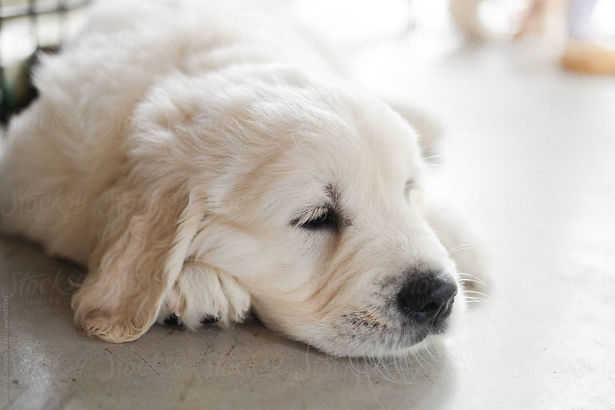 sleepy golden puppy