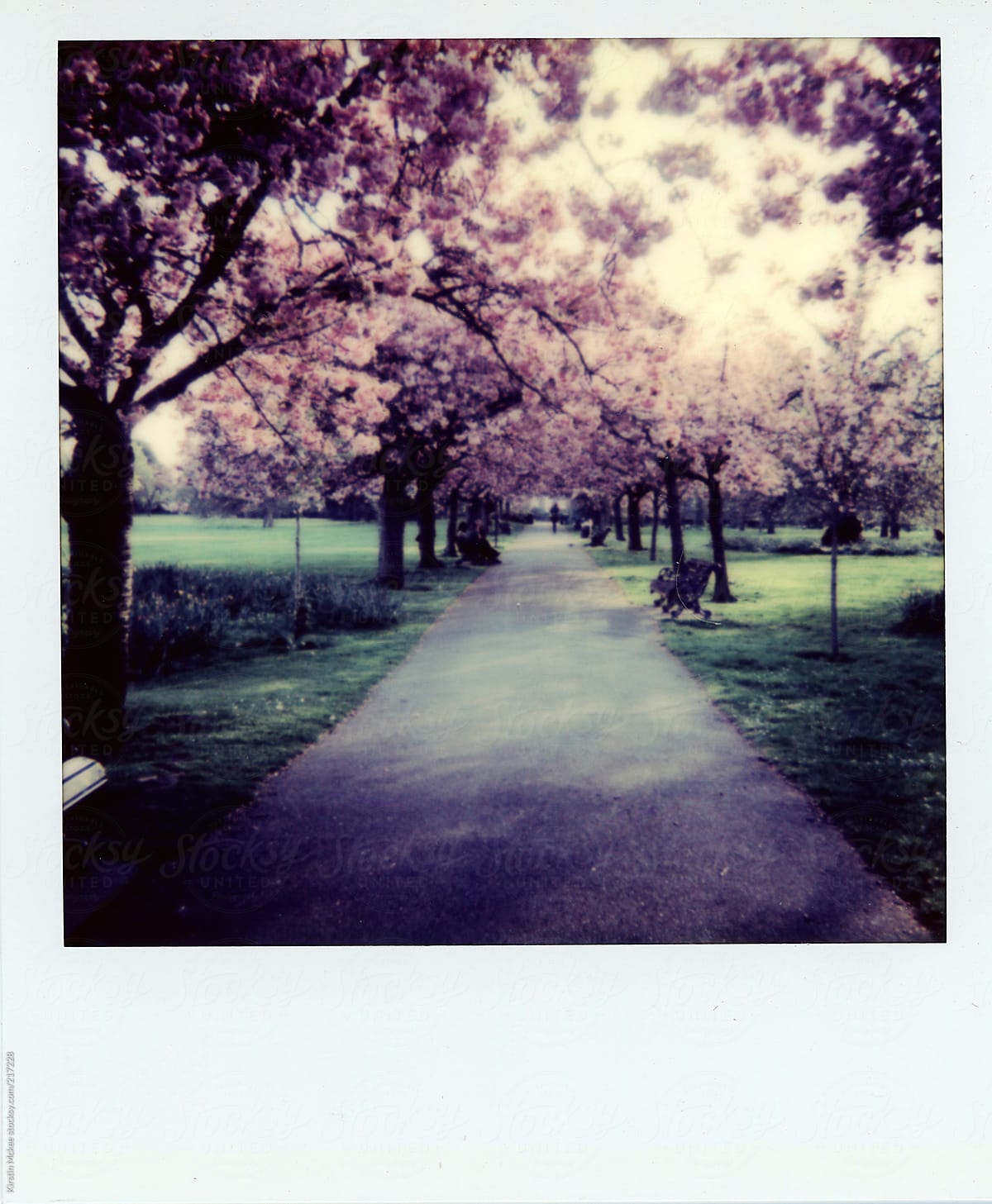 Cherry blossom on polaroid