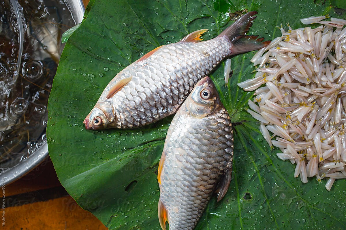 Fish at the Market