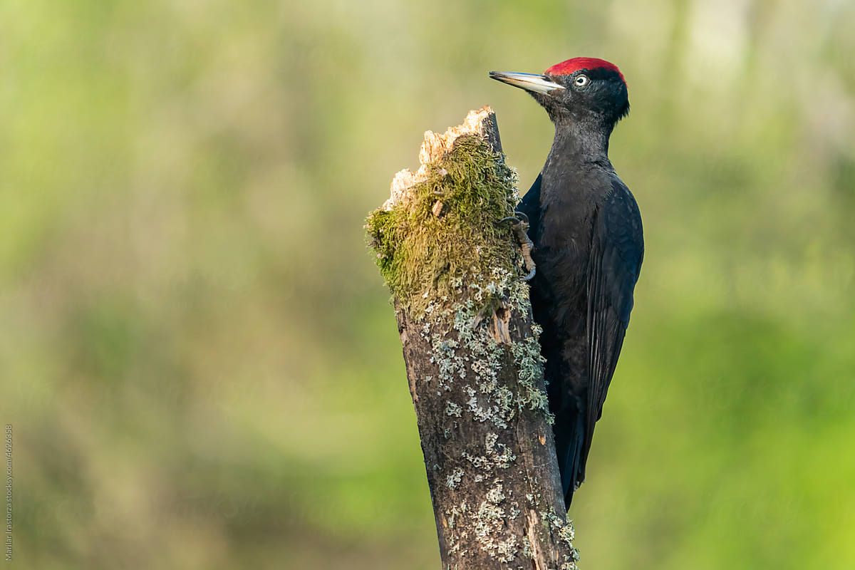 Portrait Of A Black Woodpecker Perched On A Branch