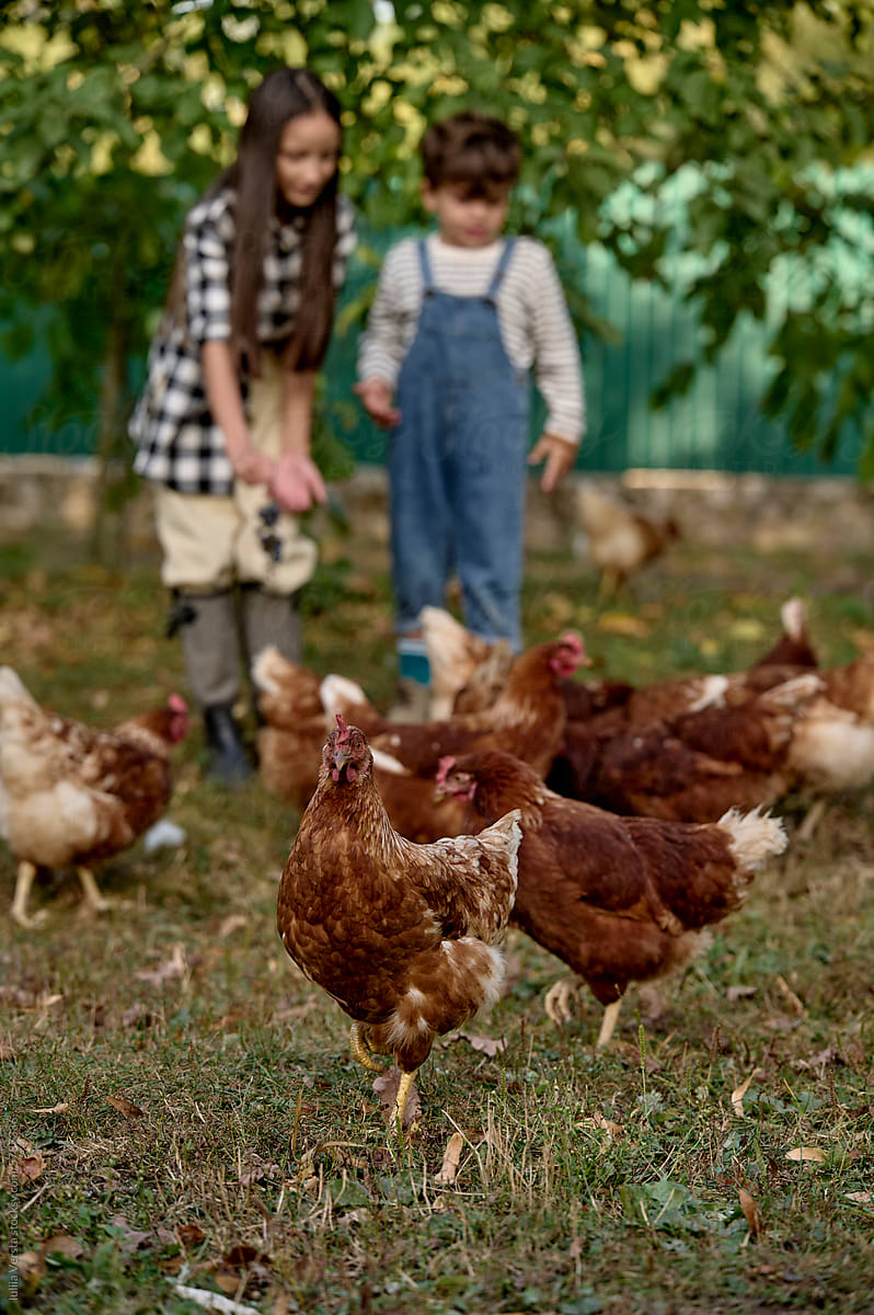 children feed the chickens