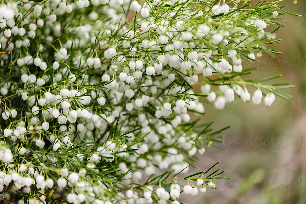 Boronia: an Australian evergreen native plant