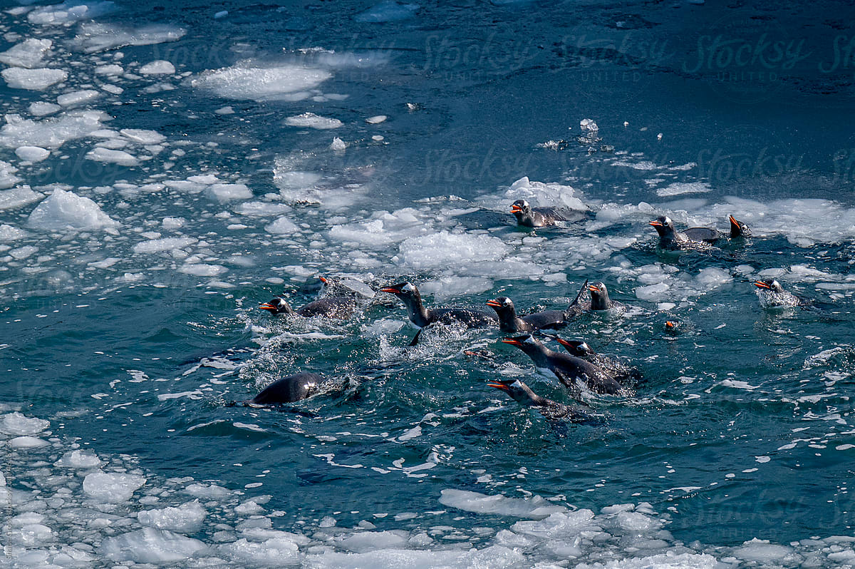 Swimming Penguins