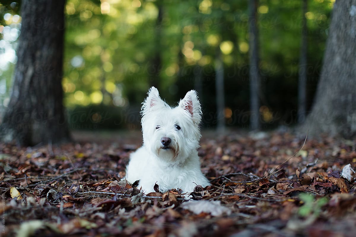 Cute white dog laying on a bed of leaves in a park