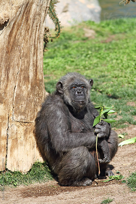 Sad looking chimpanzee holding some food leaning against a tree