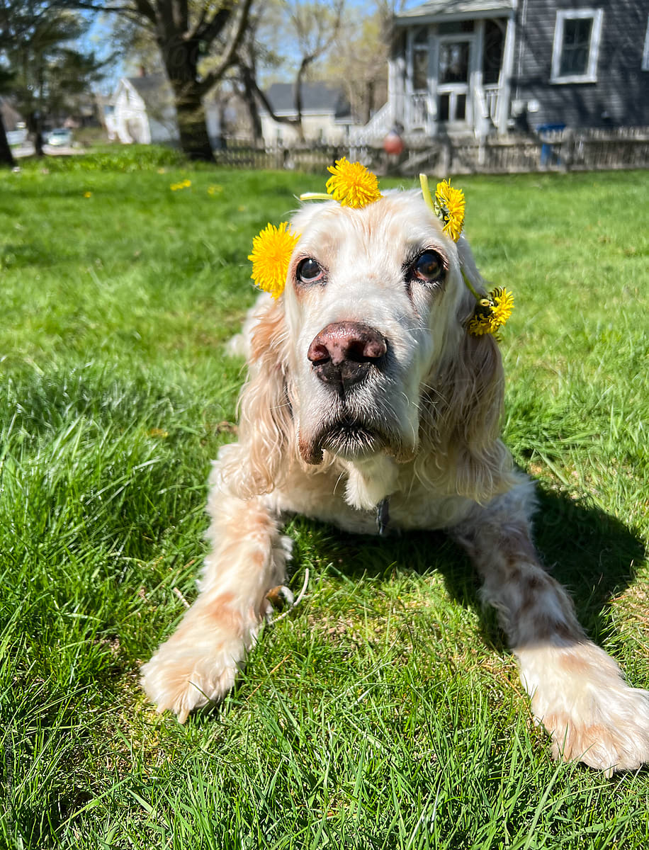 Old Dog Sitting in the Grass Wearing Dandelion Crown