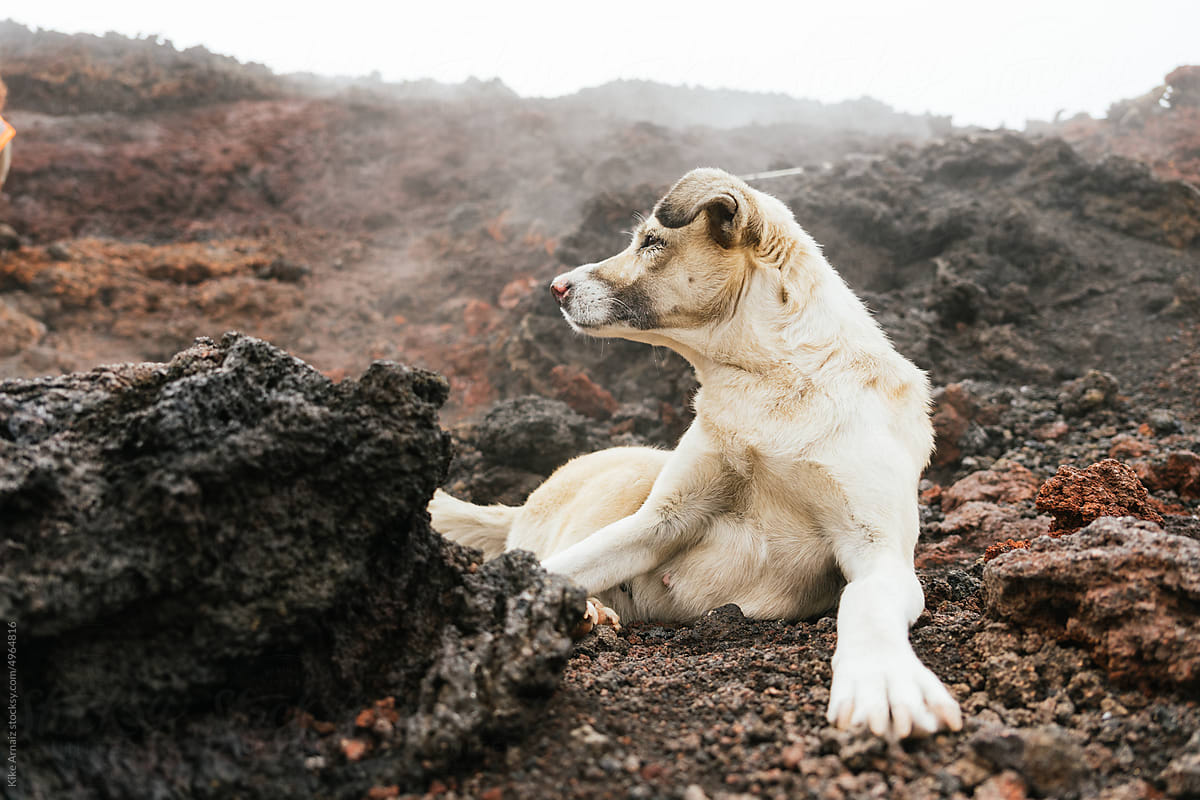 Dog sitting on volcanic rock.