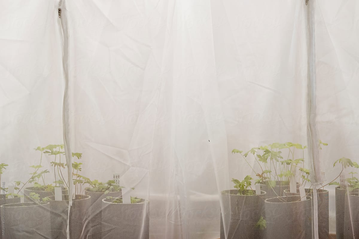 Plants are growing in an experimental setting in a tent
