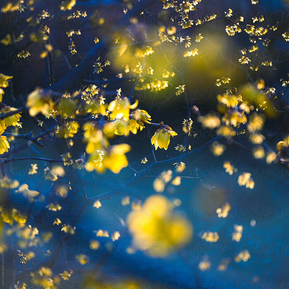 Yellow And Blue Flower Double Exposure