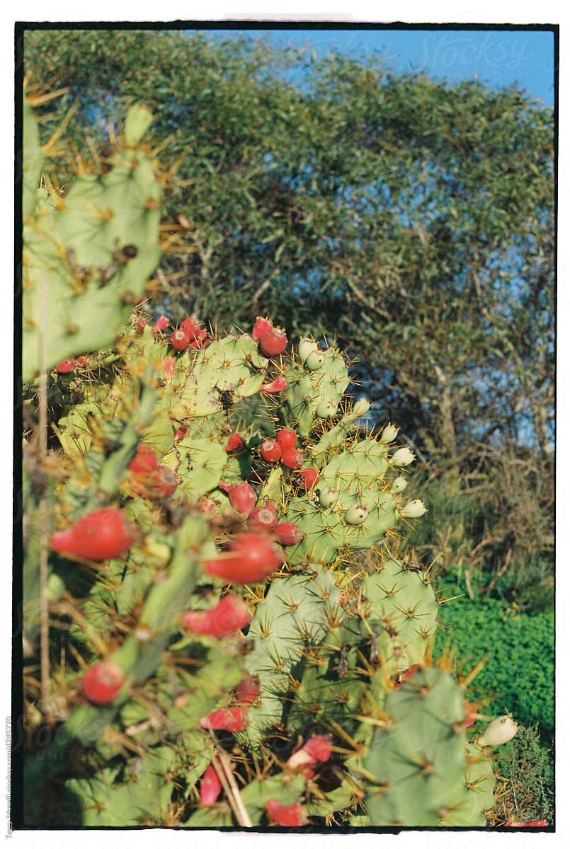 Analogue shot of a cactus with ripe prickly pears