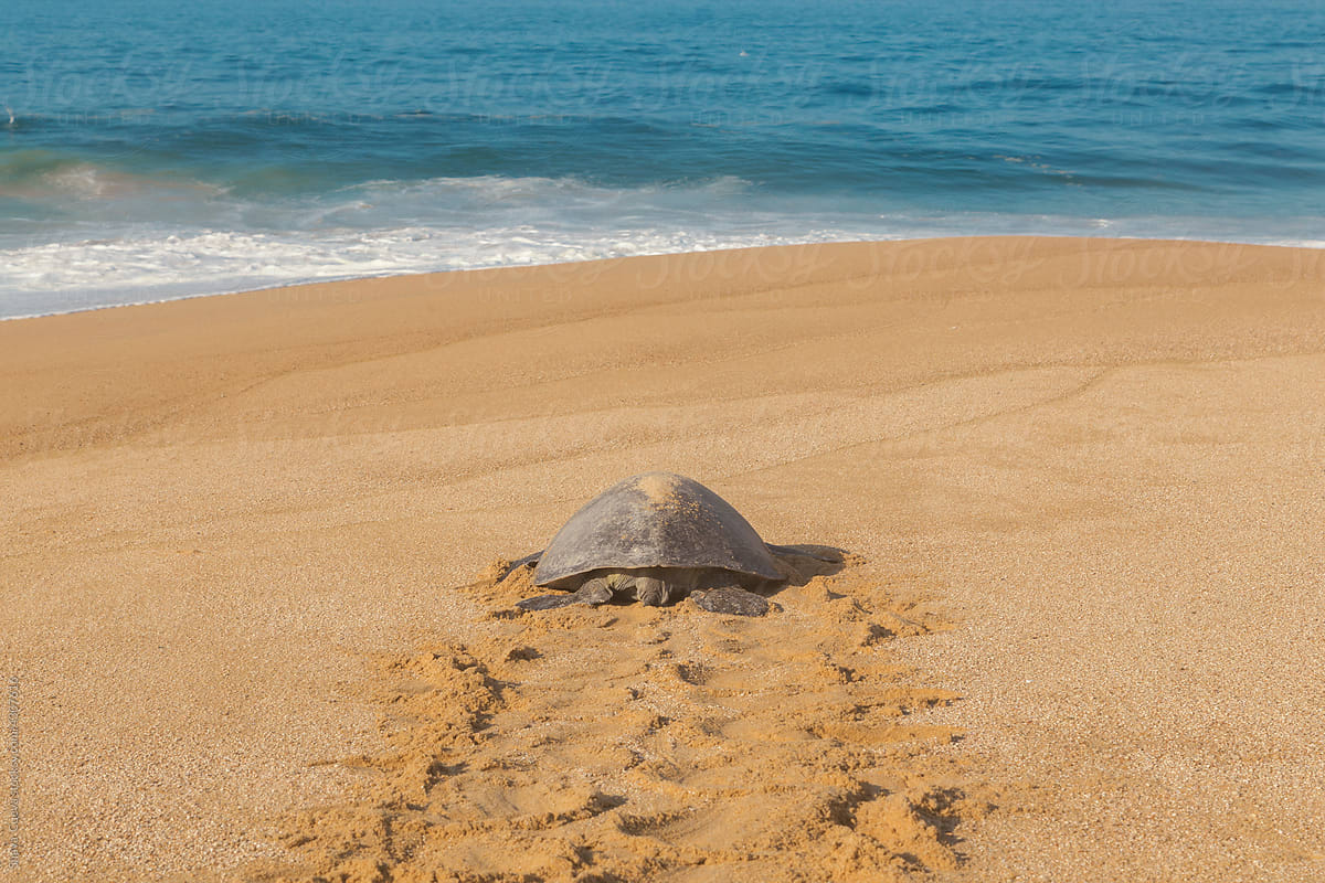 Sea turtle walking in the sand towards the sea