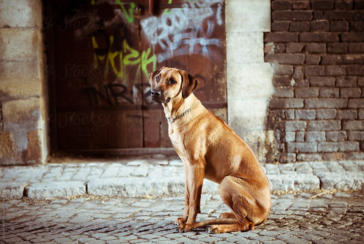 Cute pedigreed dog sitting on the street.