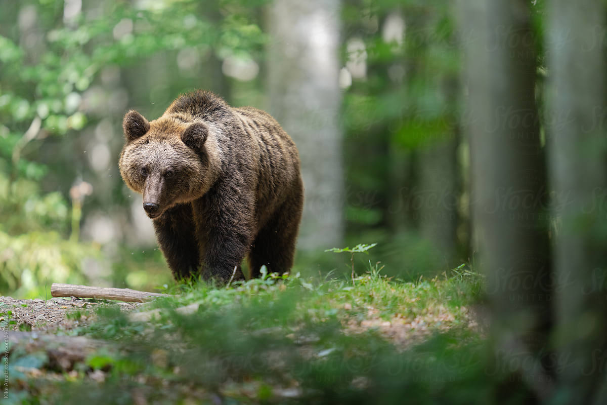 Majestic Slovenian Bear in Tranquil Forest Setting