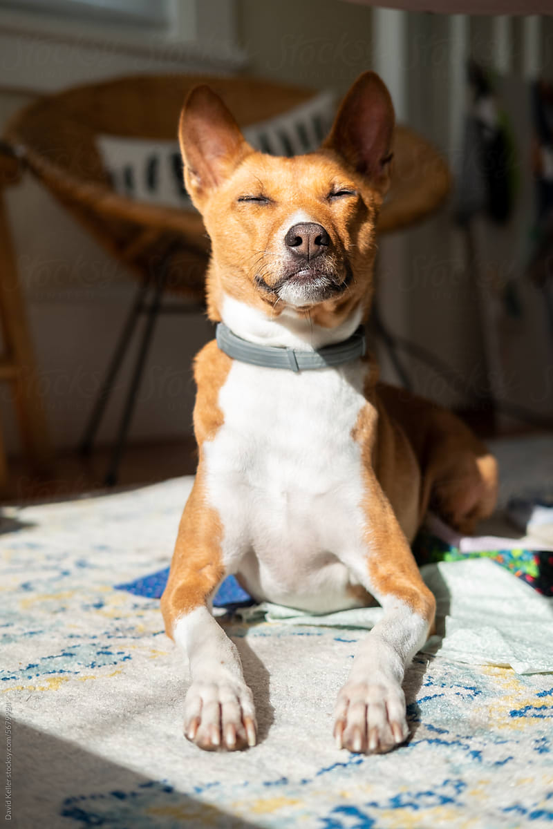 Dog with eyes closed in sun spot