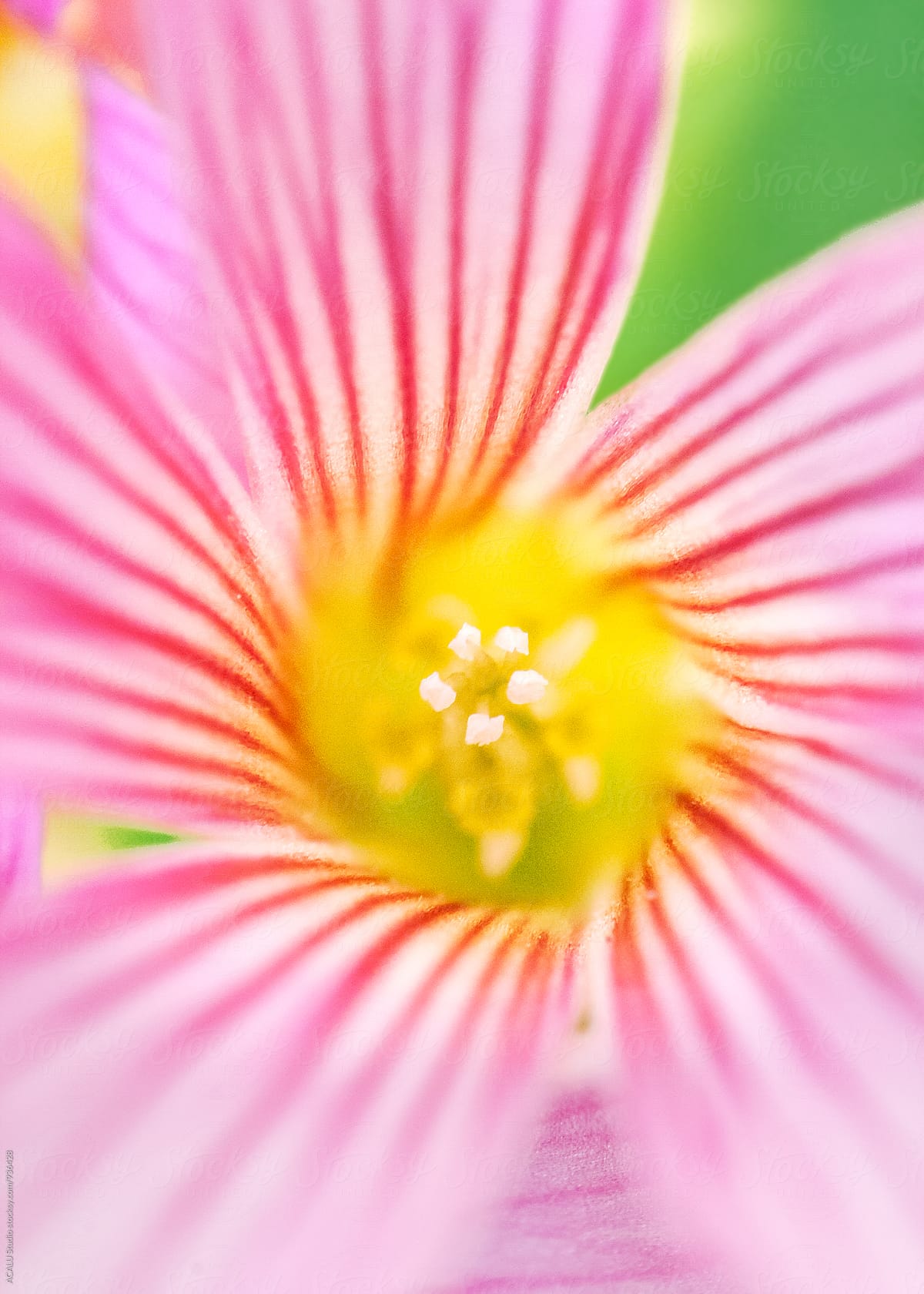 Pink flower with lines and yellow center