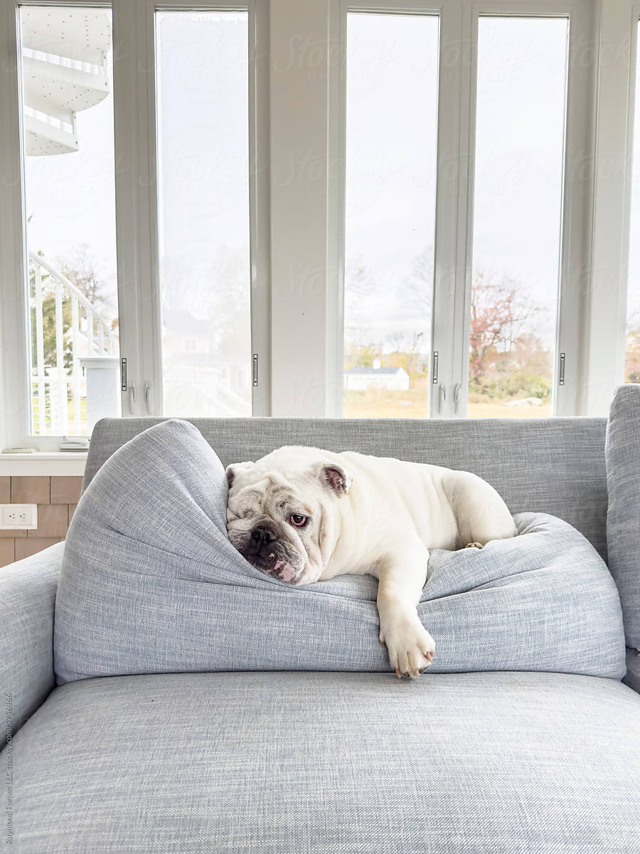 Cute lazy Bulldog Dog pet portrait naps at home