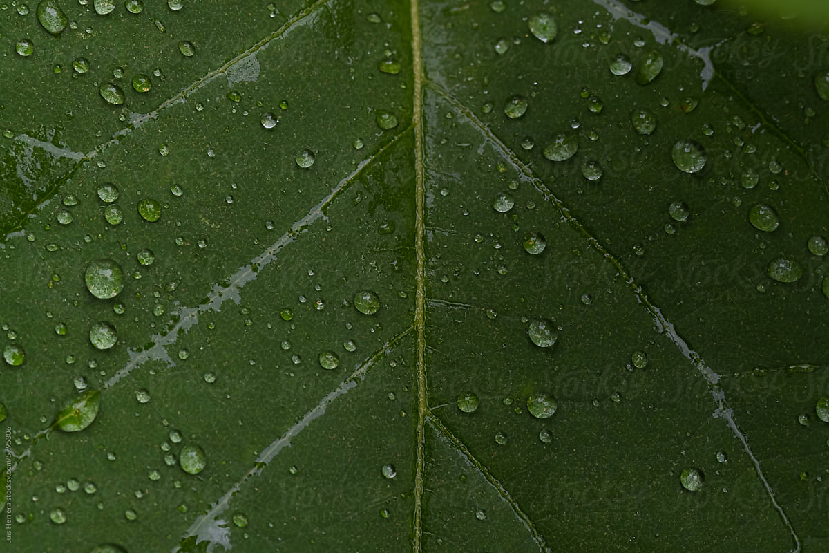 closeup of leaf with water drops