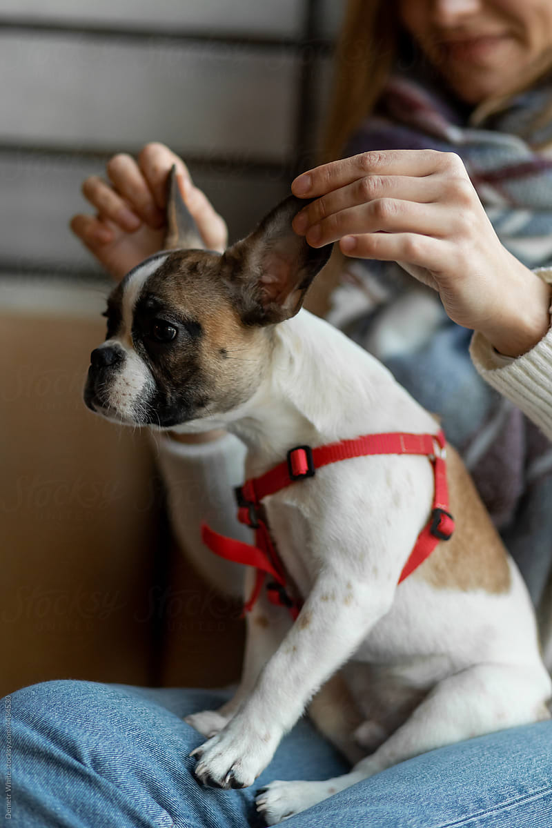 Woman playing with cute french bulldog with big ears