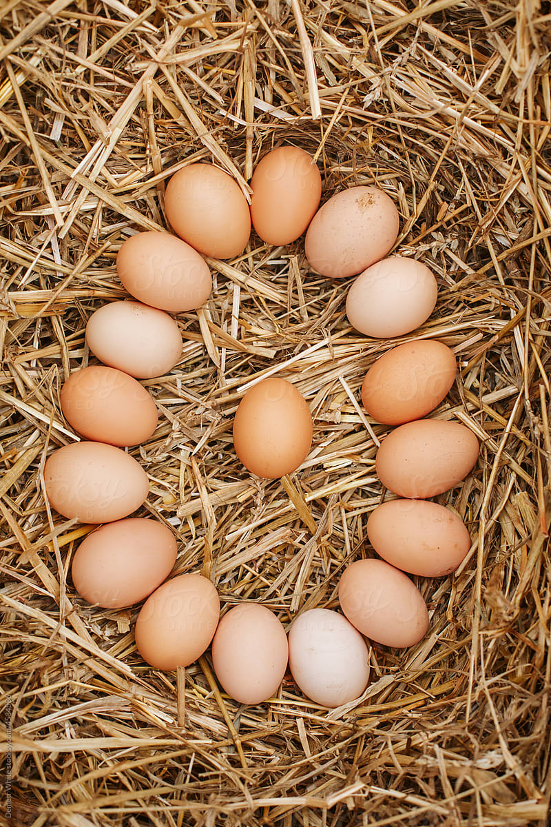 Eggs in shape of egg on hay