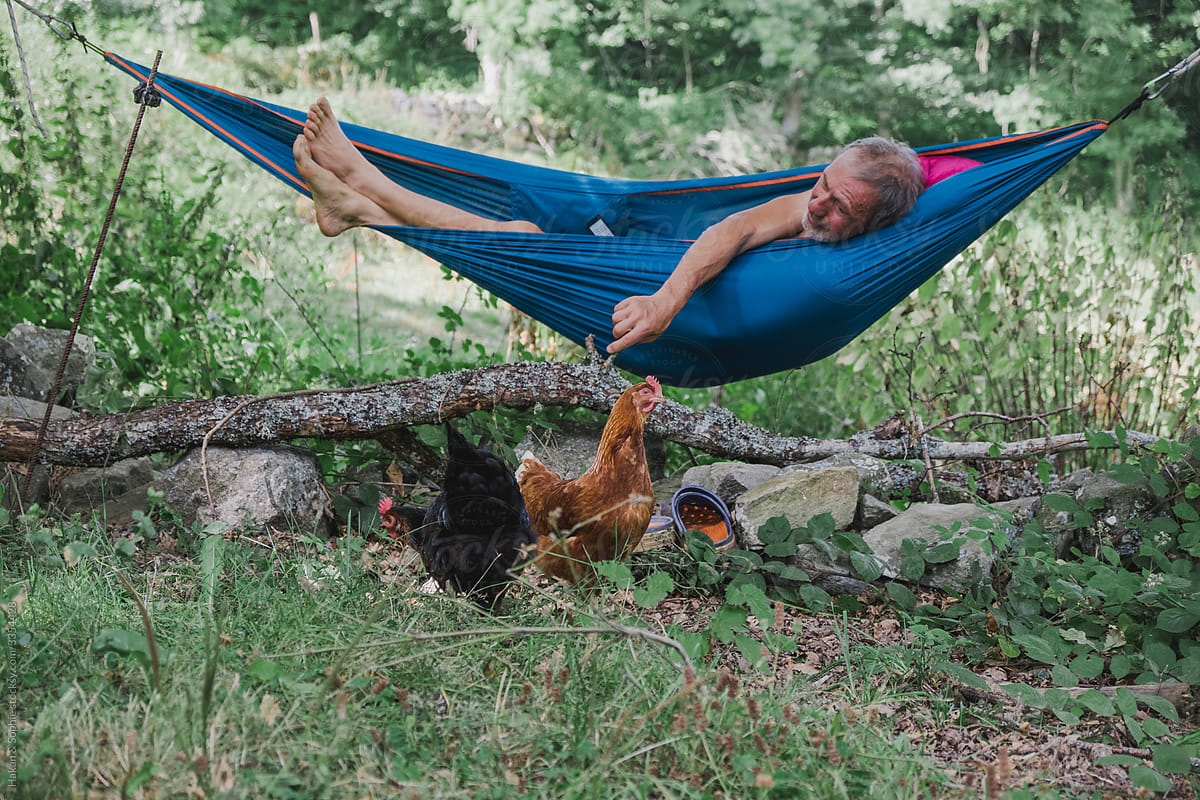 man rests in hammock and talks to his hens.