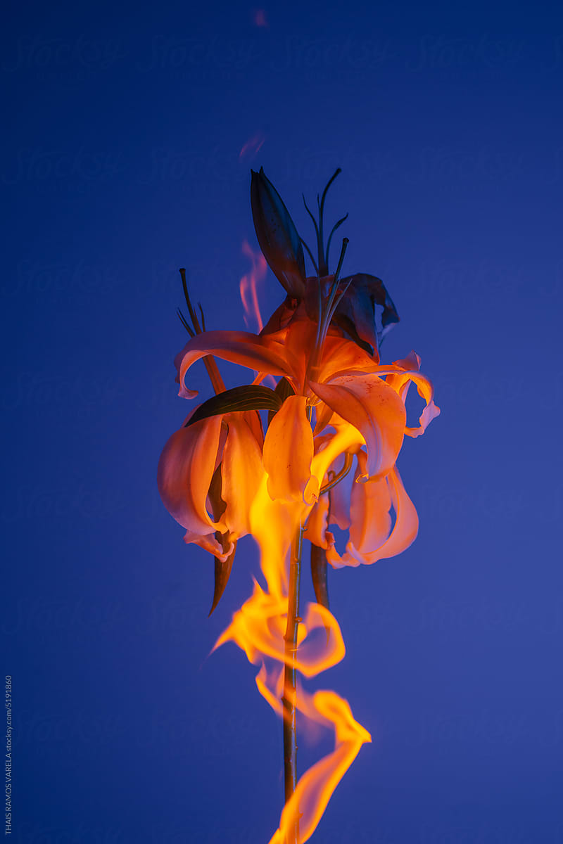 Flaming lily