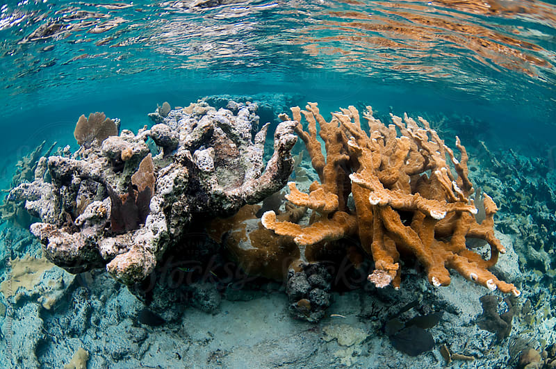Coral species , side by side, dead and alive