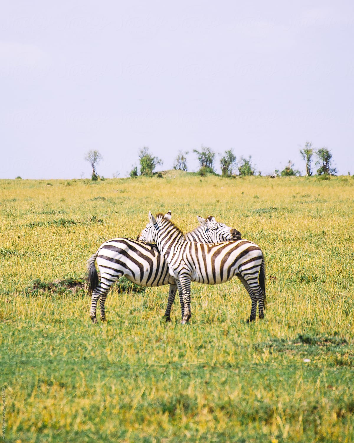 Couple of zebras